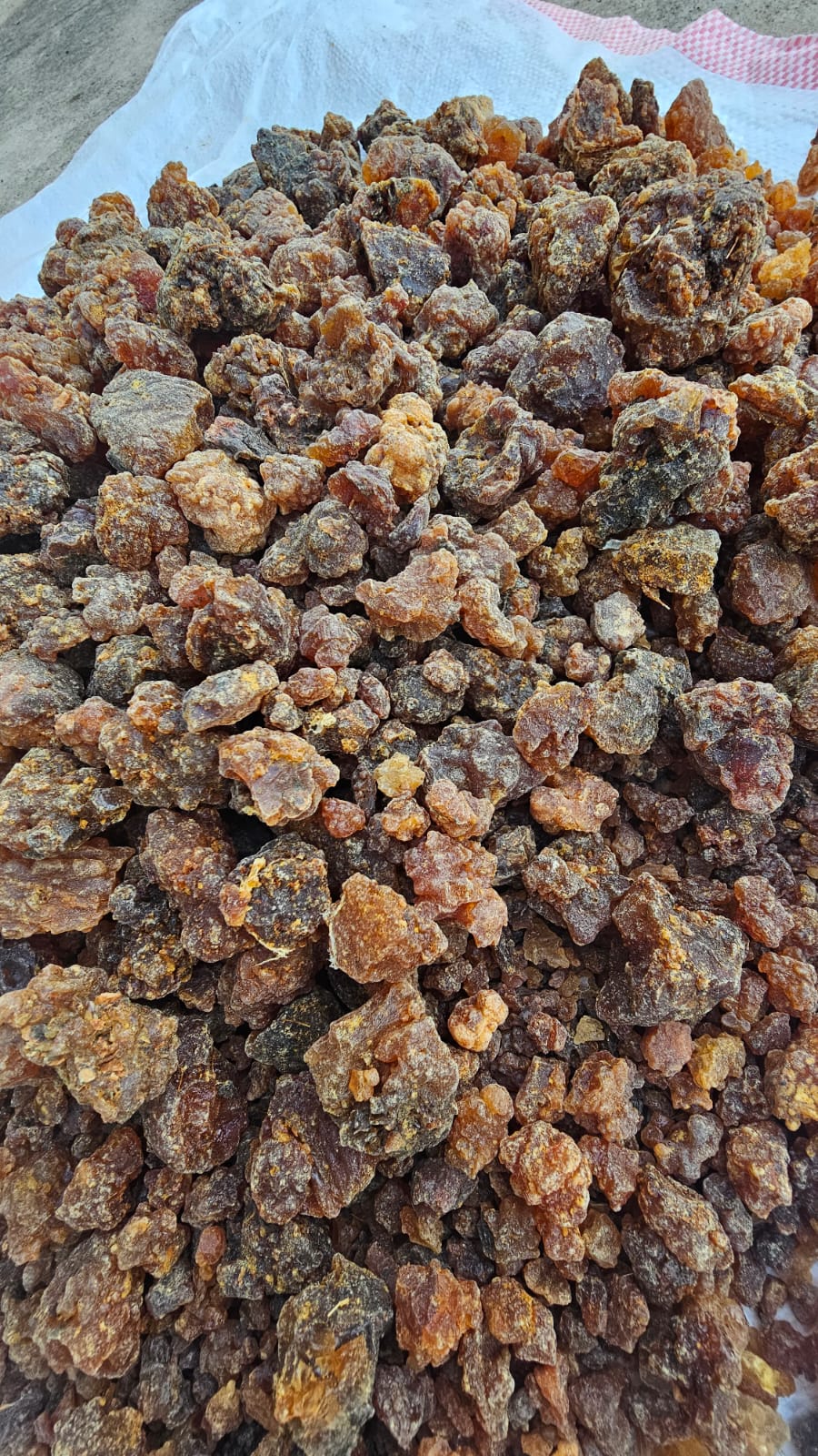 Commiphora myrrh molmol