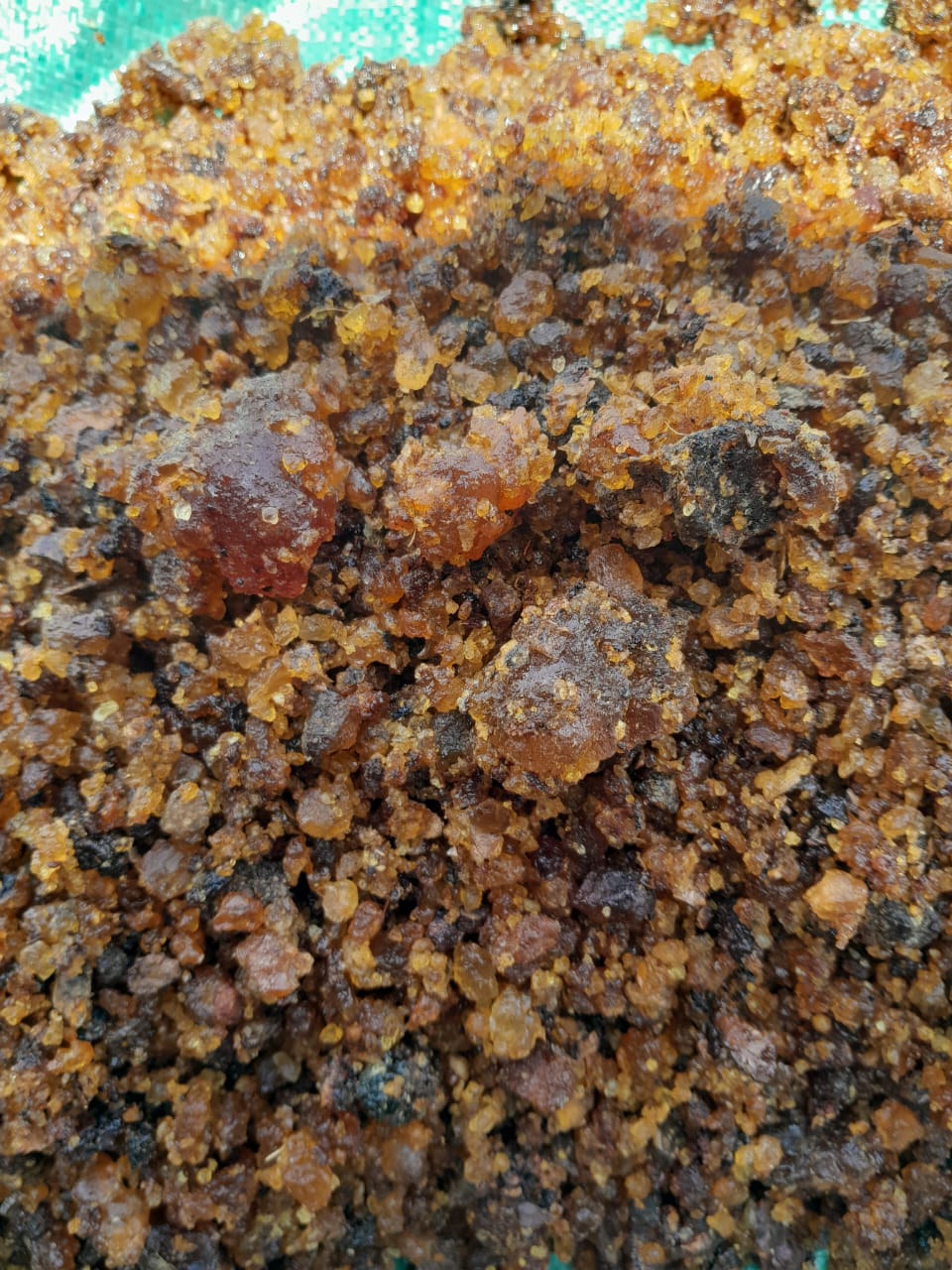 Super Hagar (Commiphora holtziana)